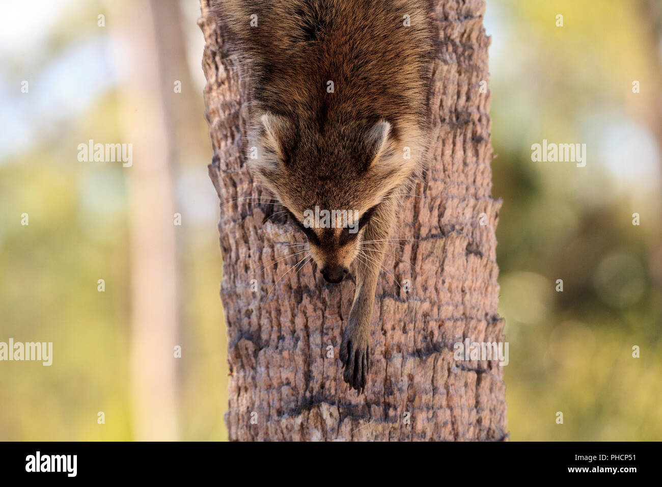Raccoon Procyon lotor forages for food Stock Photo