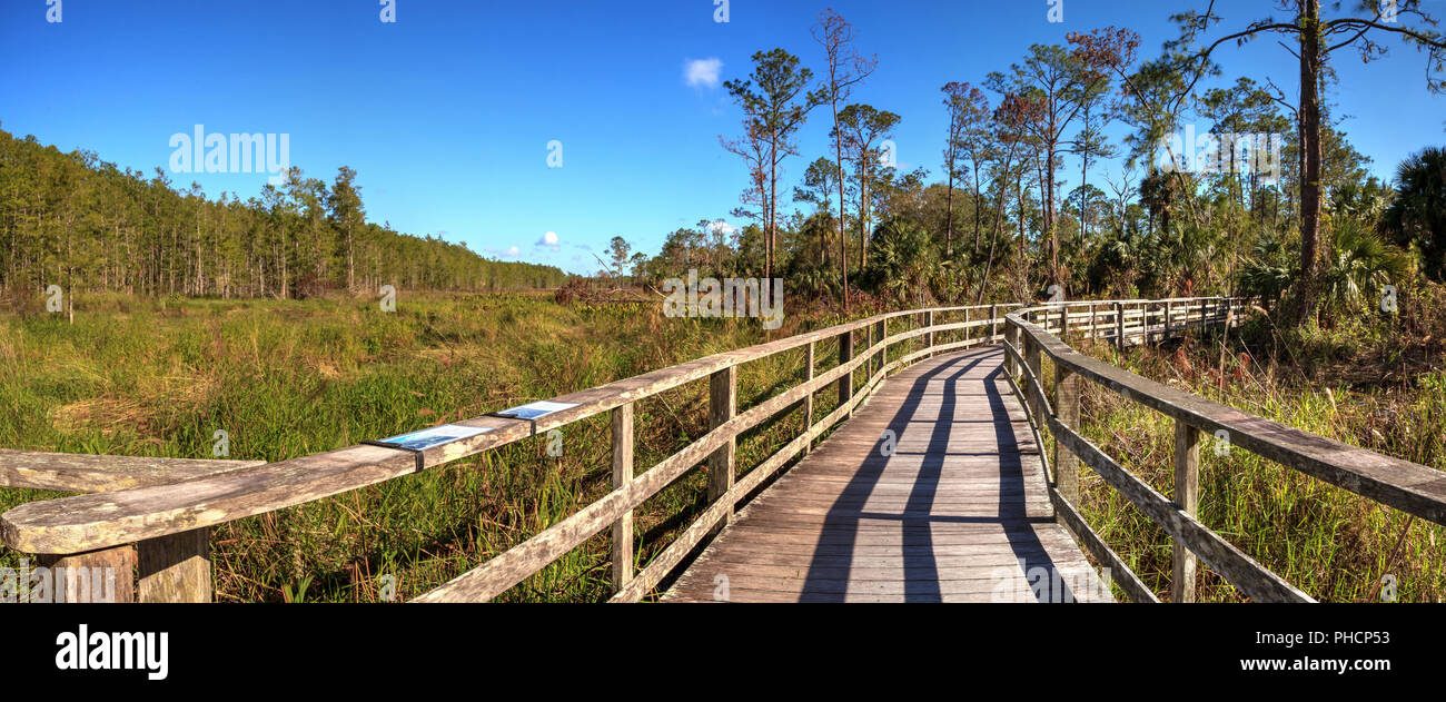 Boardwalk path at Corkscrew Swamp Sanctuary in Naples Stock Photo Alamy