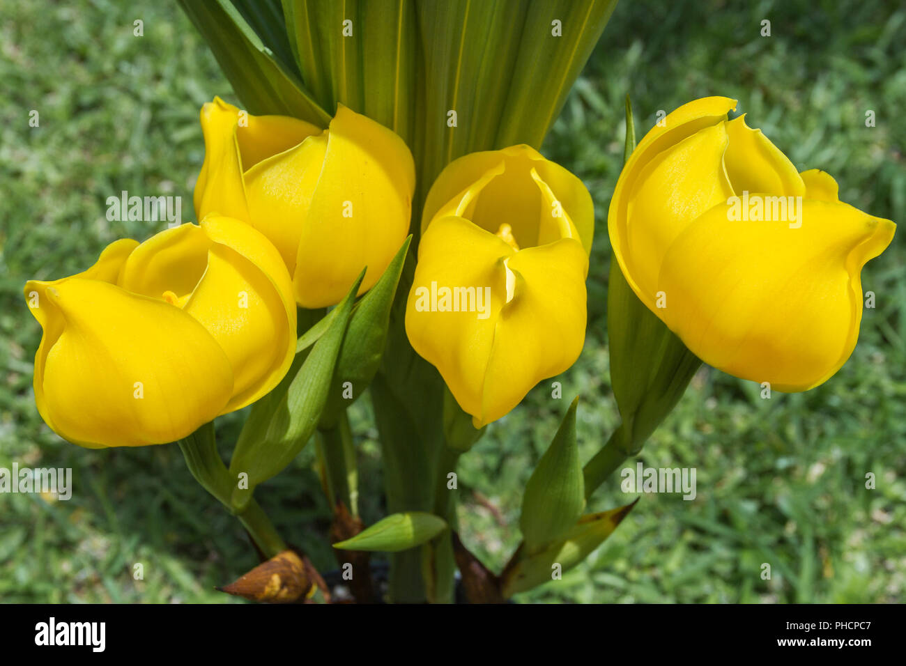 Asian yellow exotic flowers (Impatiens psittacina Stock Photo Alamy