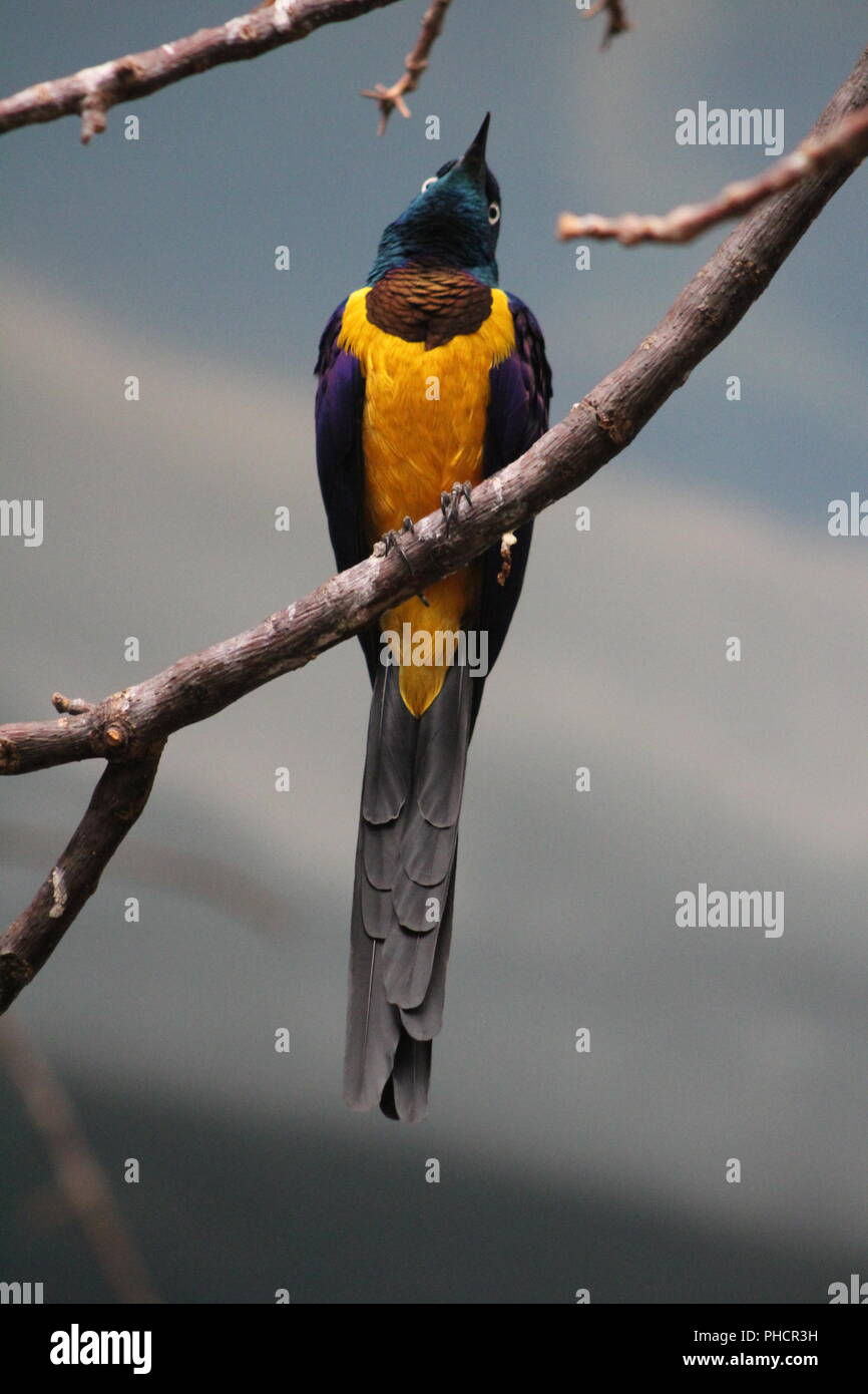 Golden Breasted Starling perched on a branch Stock Photo