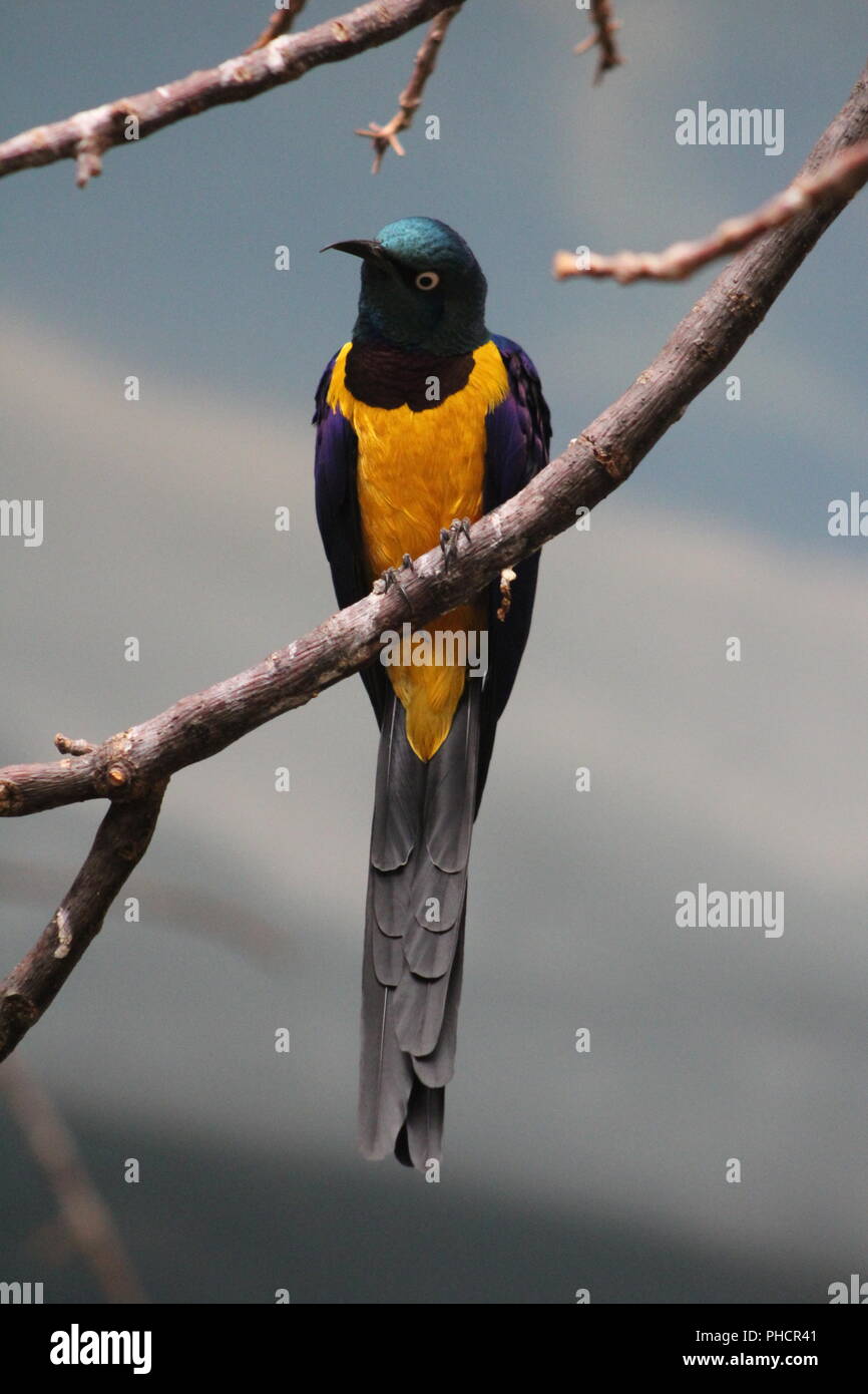 Golden Breasted Starling perched on a branch Stock Photo