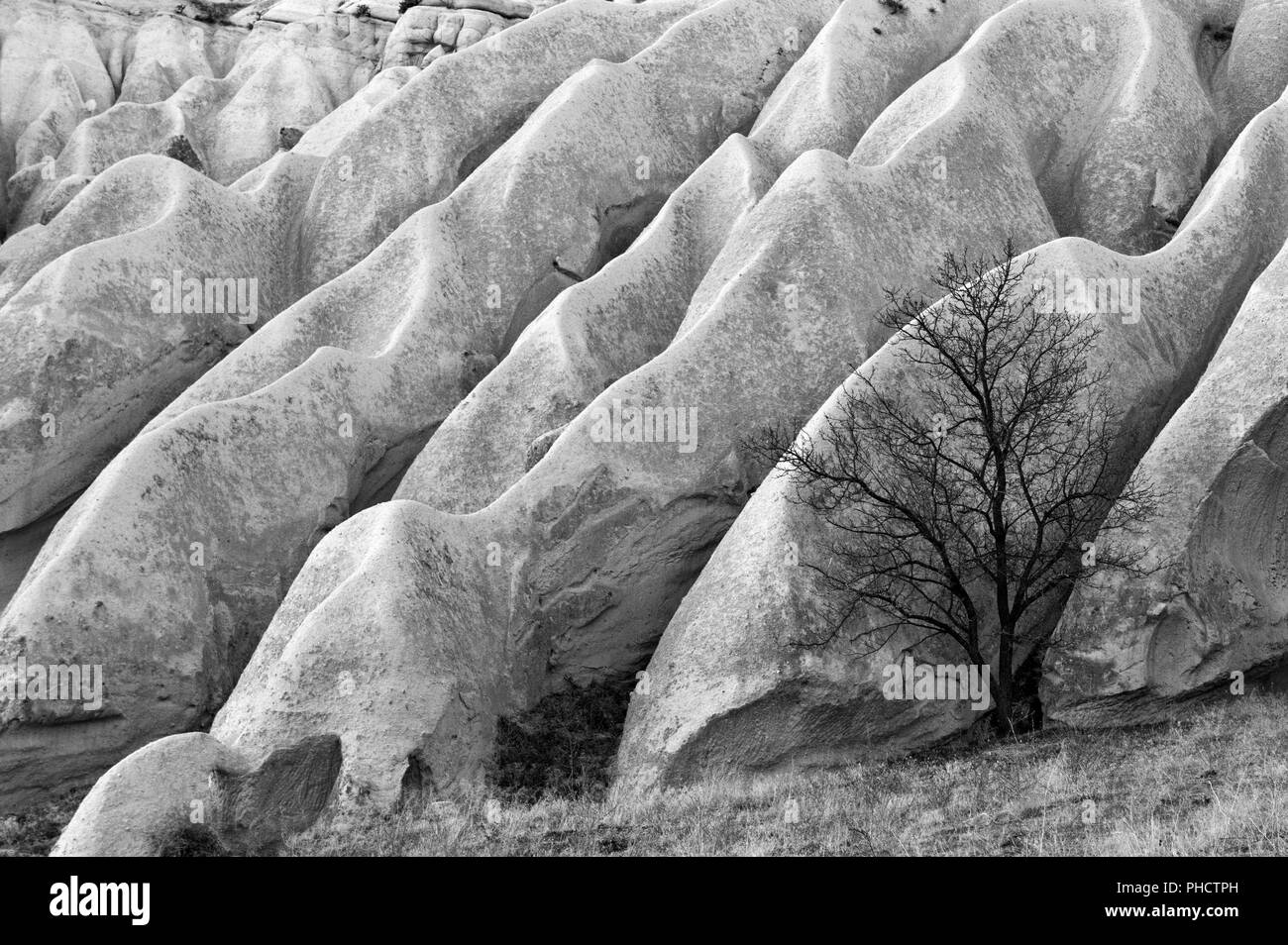 Tree and rock formations in the Rose Valley, Cappadocia, Turkey Stock Photo