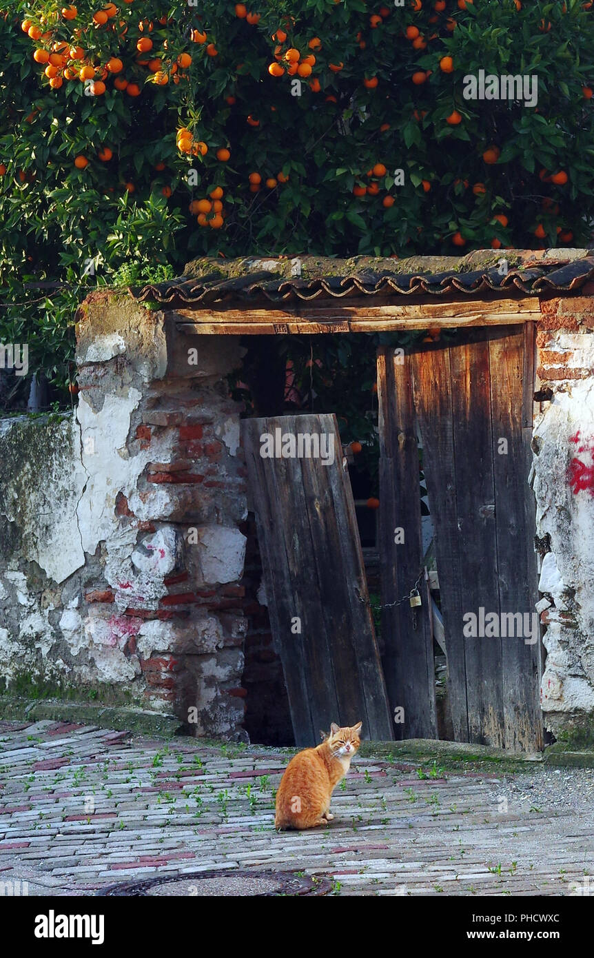Stray cat sits in front of old doorway and orange tree in Selcuk, Turkey Stock Photo