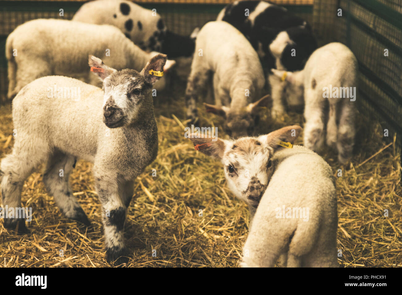 Newborn lambs during the Spring lambing season. Stock Photo