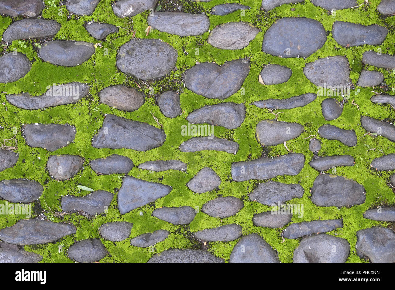 Moss, mossy garden path Stock Photo Alamy