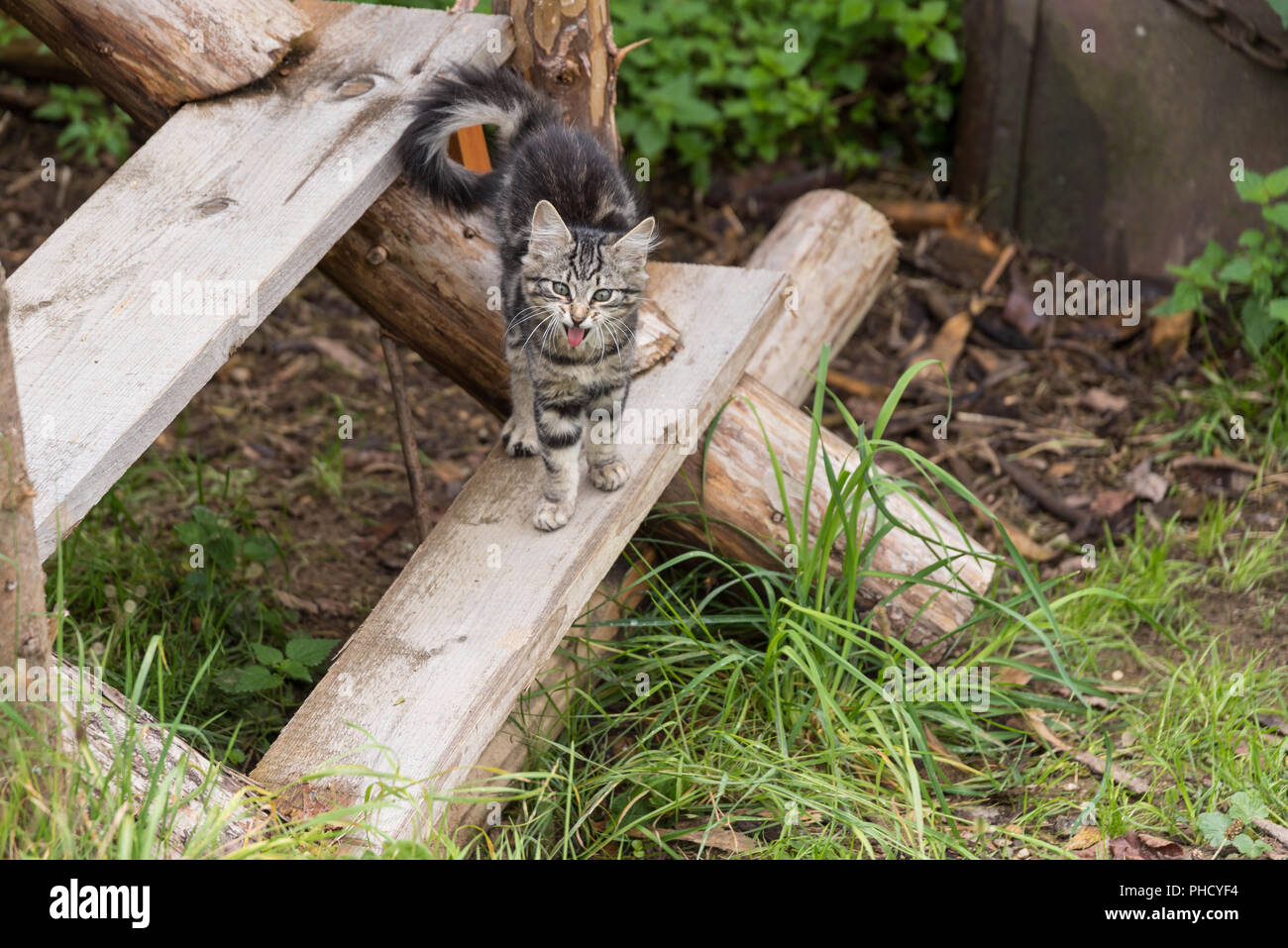 Cats baby stretches and yawns on old wooden staircase outdoor Stock Photo