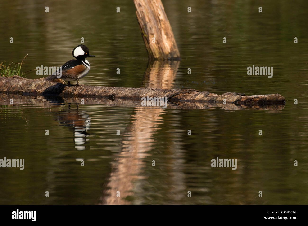 Hooded merganser at Hebo Lake, Siuslaw National Forest, Oregon Stock