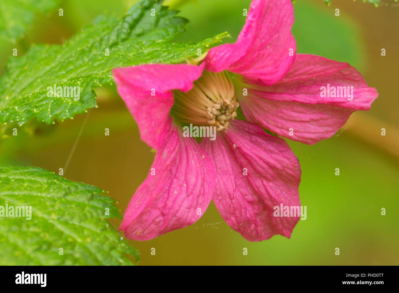 Salmonberry bloom, Siuslaw National Forest, Oregon Stock Photo Alamy