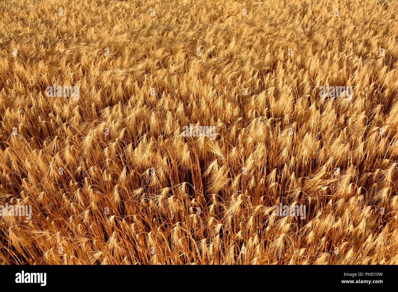 field of wheat, barley, rye Stock Photo - Alamy