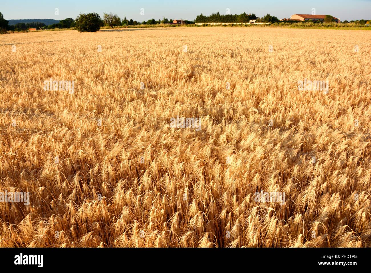 field of wheat, barley, rye Stock Photo - Alamy