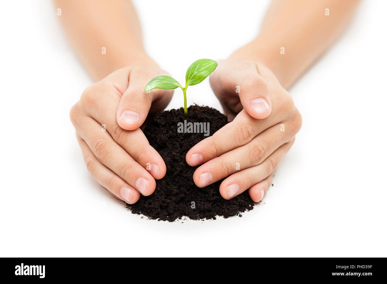 Human hand holding green sprout leaf growth at dirt soil Stock Photo