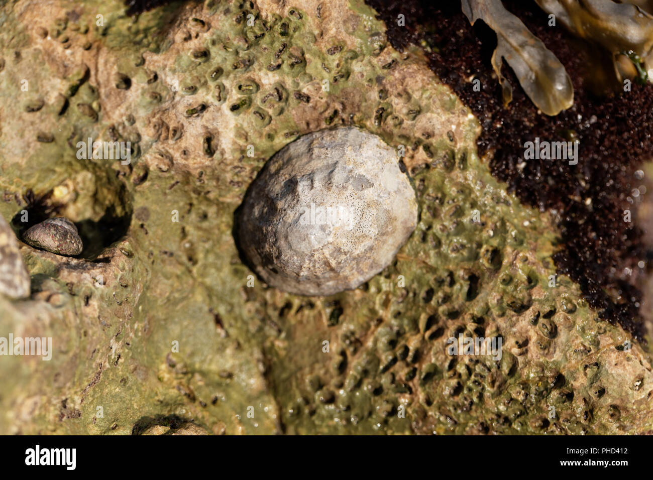 Common limpet snail (Patella vulgata) on a rock. Stock Photo