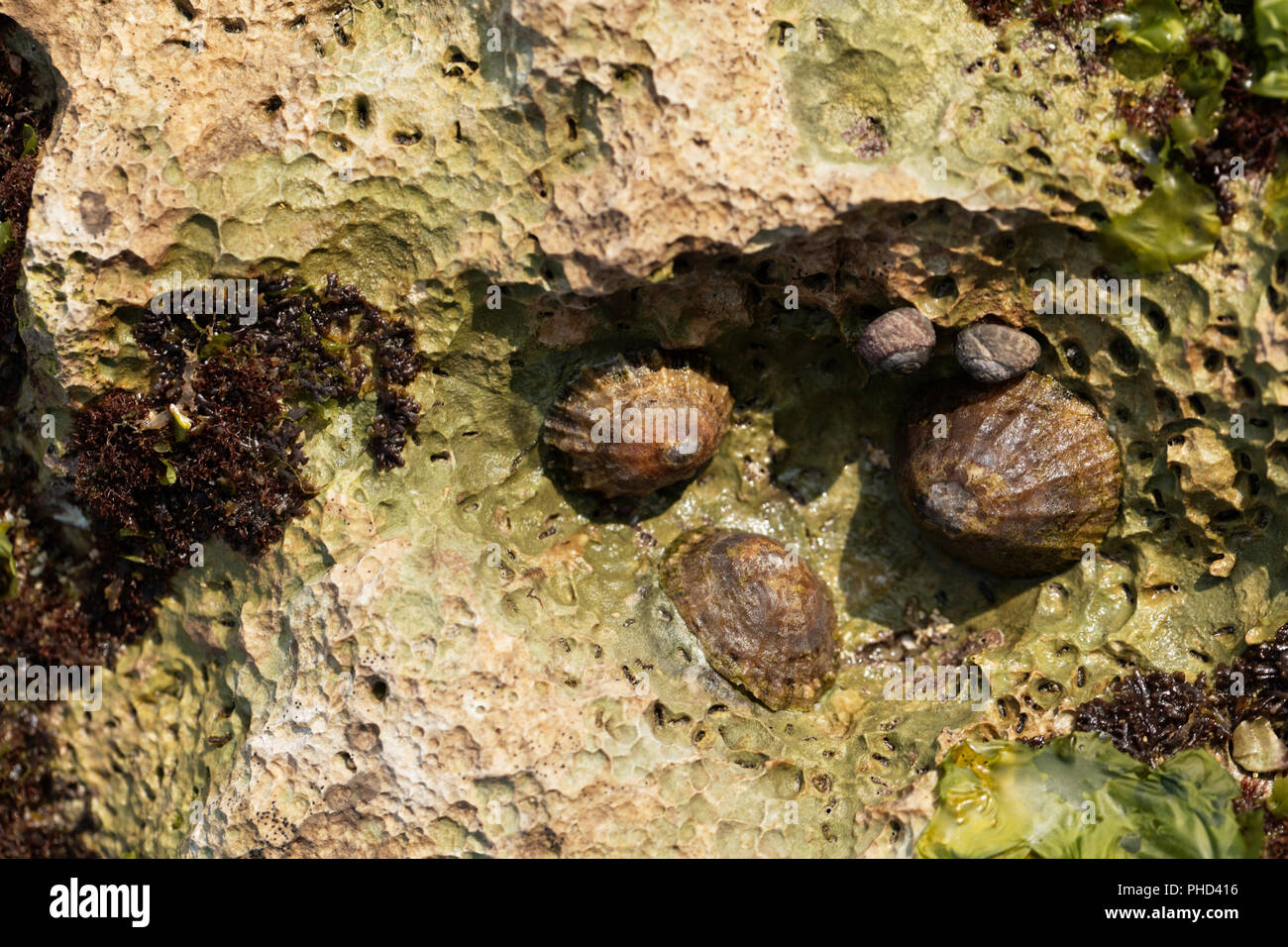 Common limpet snail (Patella vulgata) on a rock. Stock Photo