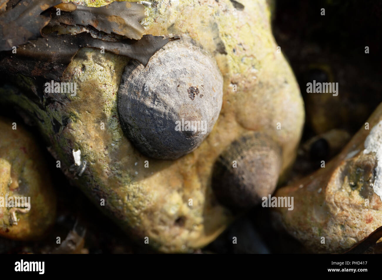 Common limpet snail (Patella vulgata) on a rock. Stock Photo