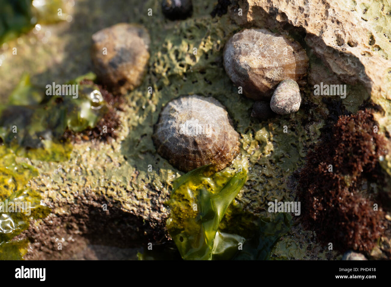 Common limpet snail (Patella vulgata) on a rock. Stock Photo