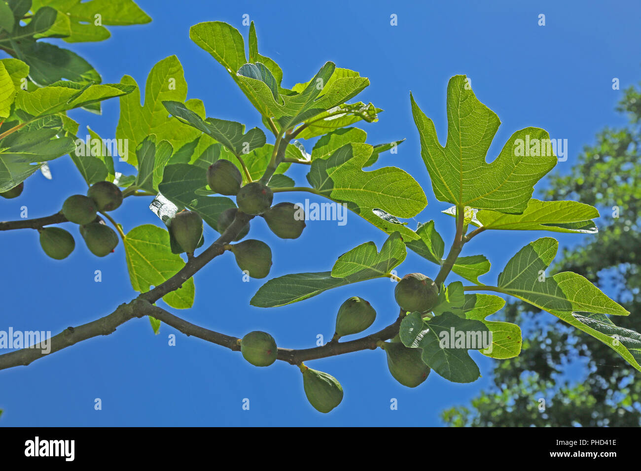 Fig tree (Ficus carica Stock Photo Alamy