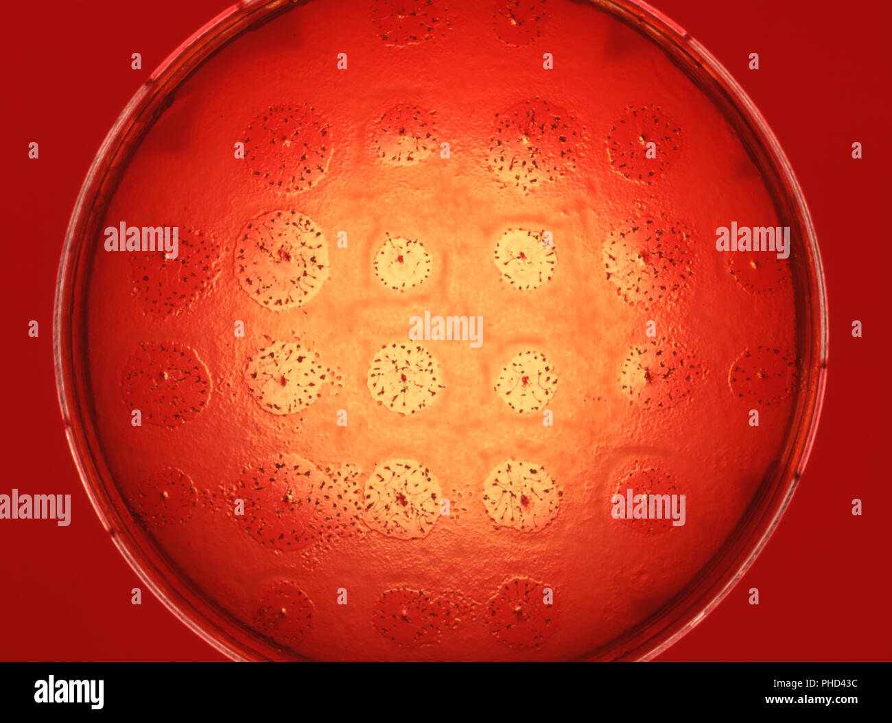 science with biological test in laboratory Stock Photo