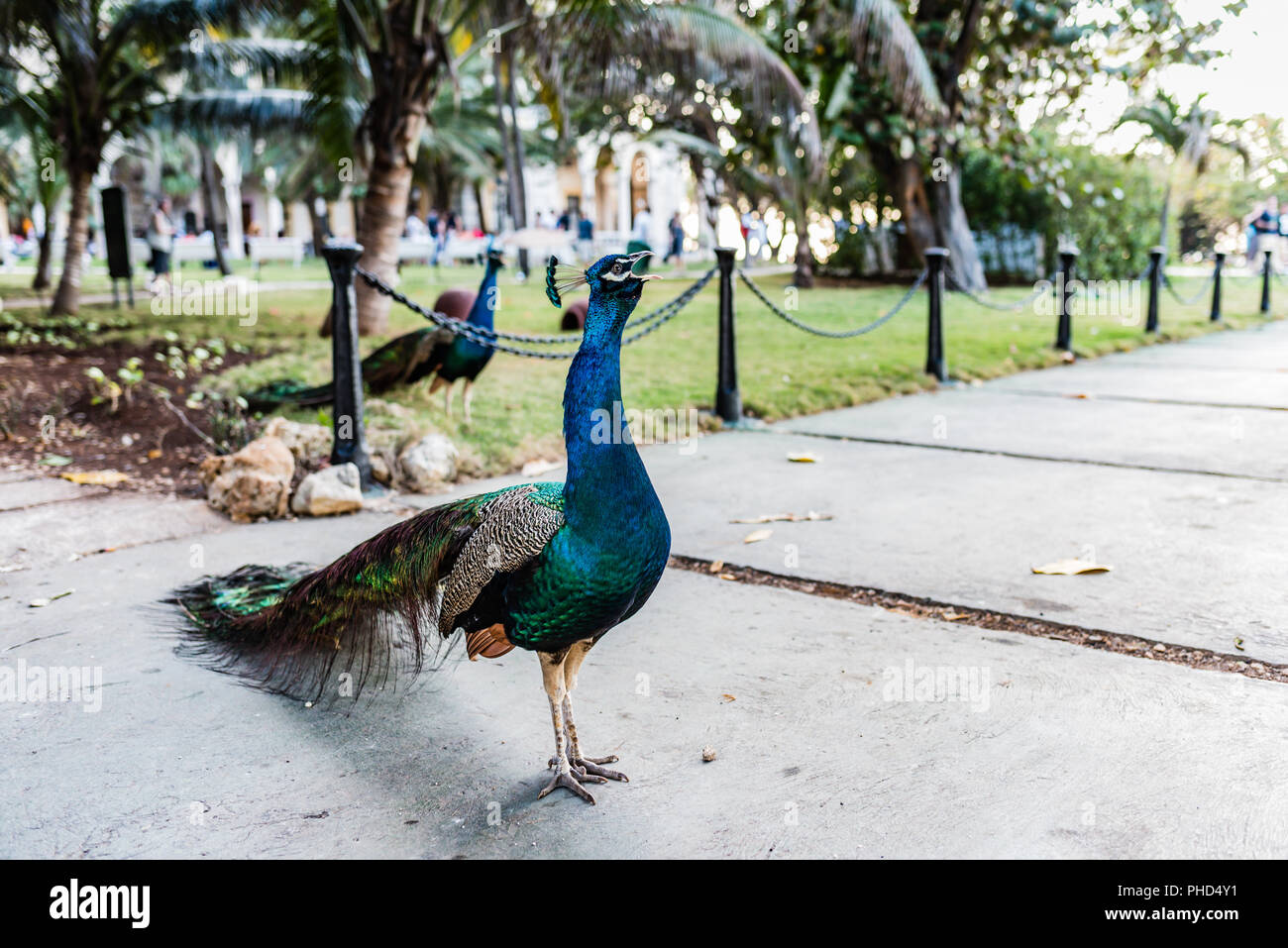 Colorful peacock hooting and crowing at sunset in Havana, Cuba. Stock Photo