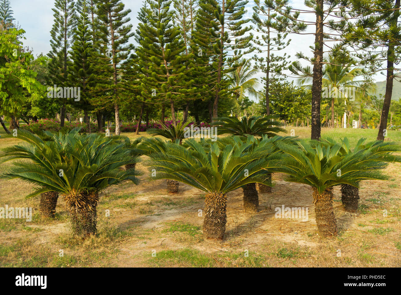 Palm trees in park hi-res stock photography and images - Alamy