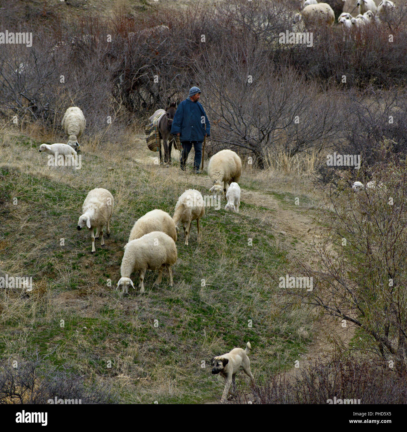 A shepherd with his donkey, Kangal Shepherd dog, and sheep walking through the Love Valley in Cappadocia, Turkey Stock Photo