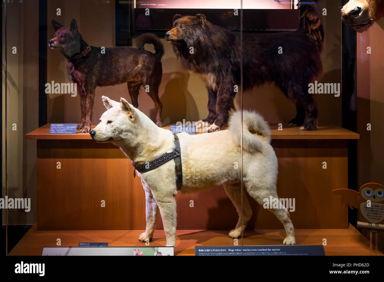 Hachiko dog 2018 hires stock photography and images Alamy
