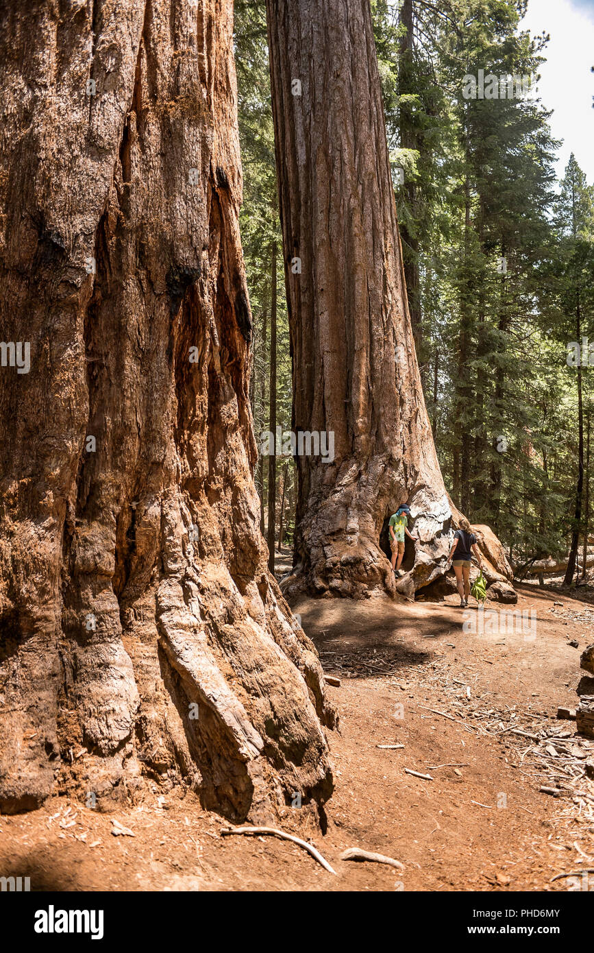 Images of Sequoias and visitors to the Trail of 100 Giants in the Grand ...