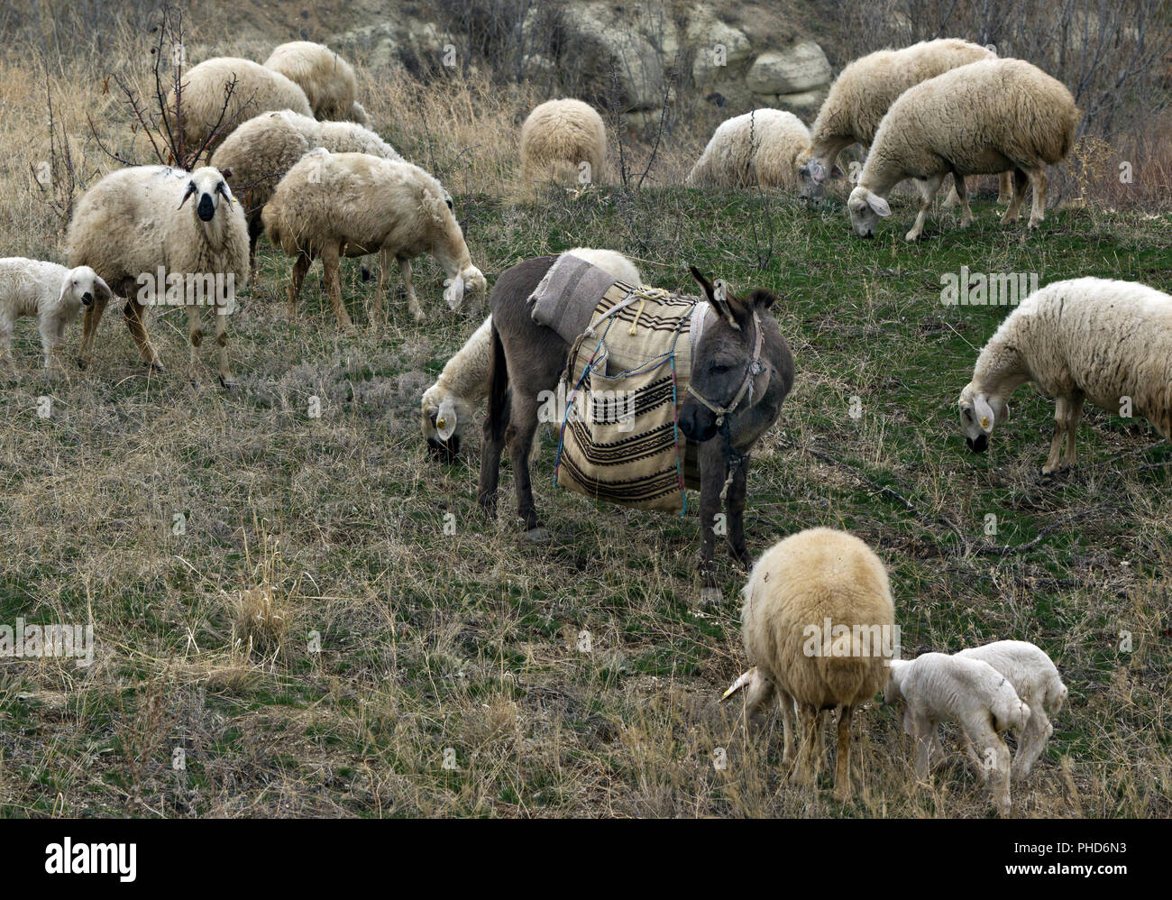 A shepherd's donkey and sheep in Love Valley, Cappadocia, Turkey Stock Photo