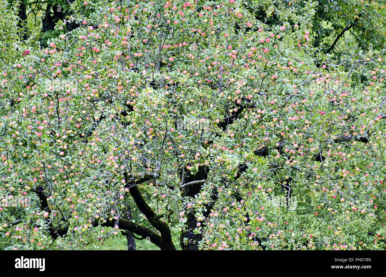 tree with pink apples Stock Photo