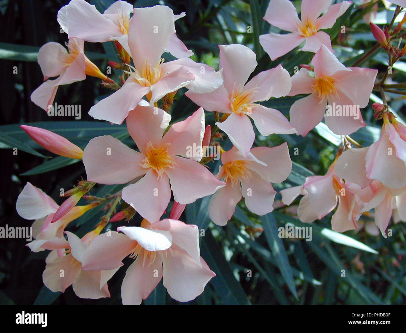 Oleander, Nerium (Nerium oleander) Stock Photo