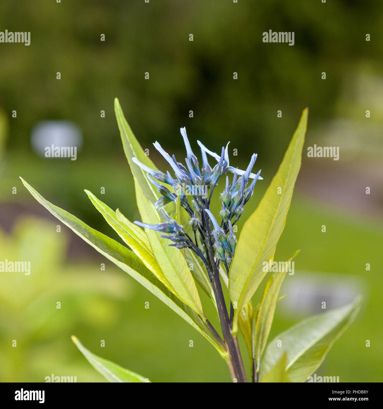 Eastern Bluestar, Amsonia (Amsonia tabernaemontana) Stock Photo