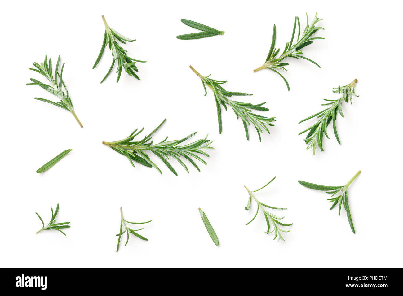 Rosemary Isolated on White Background Stock Photo