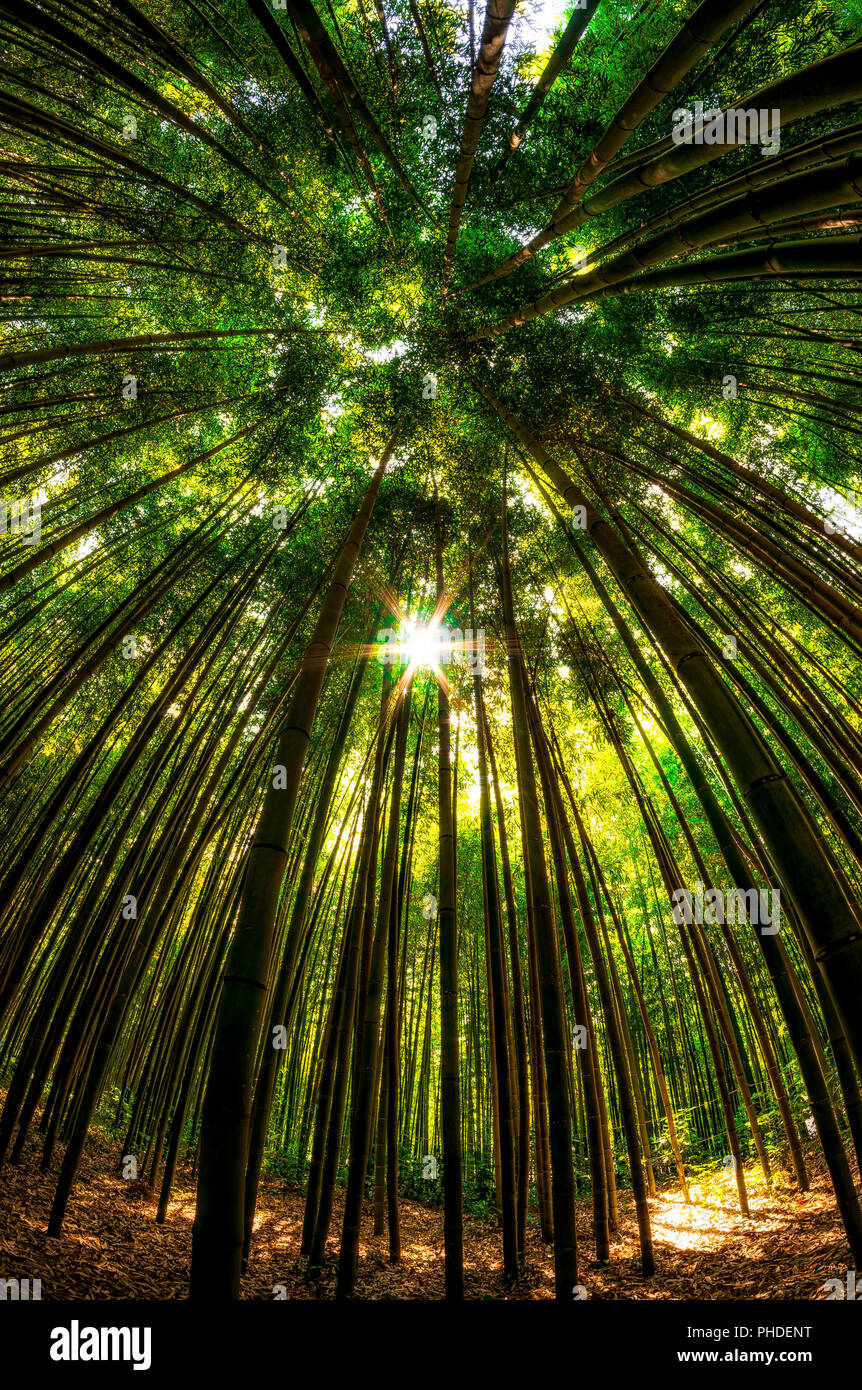damyang bamboo forest Stock Photo Alamy
