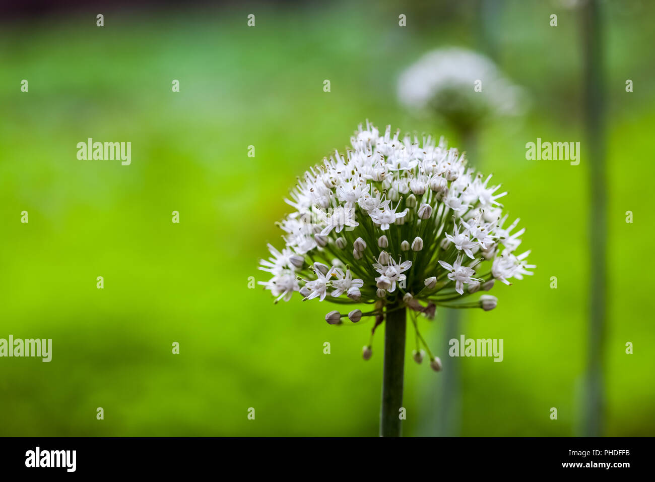 Onion flower hi-res stock photography and images - Alamy