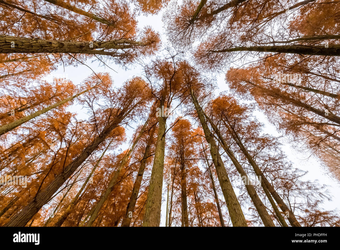 metasequoia woods in autumn Stock Photo