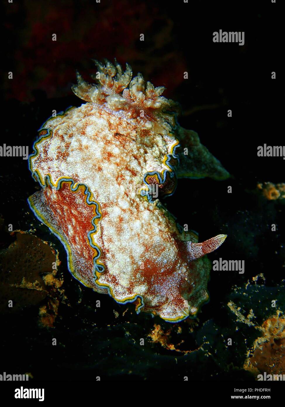 Underwater marine life in Sabah, Borneo Stock Photo