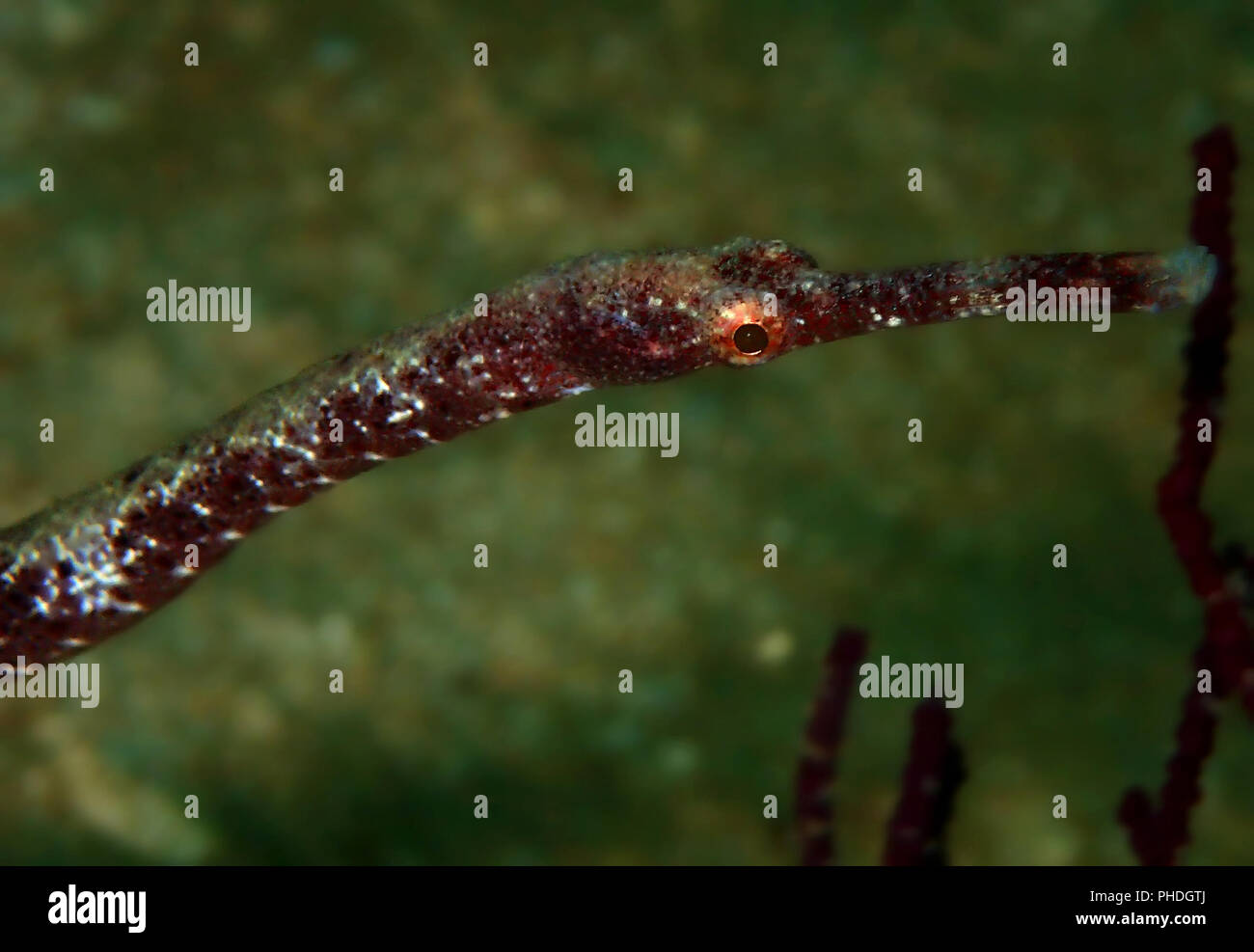 Underwater marine life in Sabah, Borneo Stock Photo