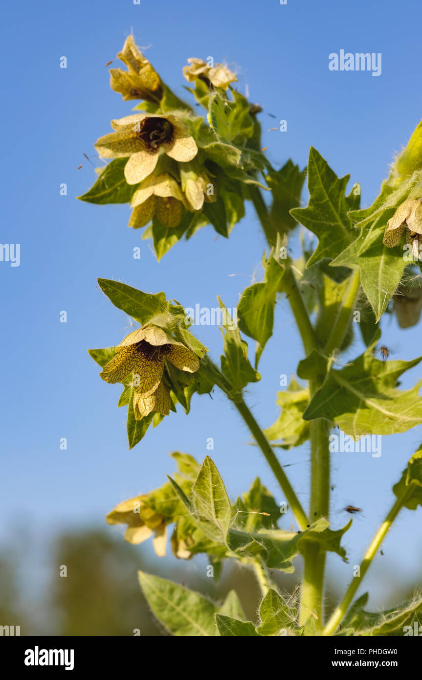 Hyoscyamus toxic plant-narcosis Stock Photo