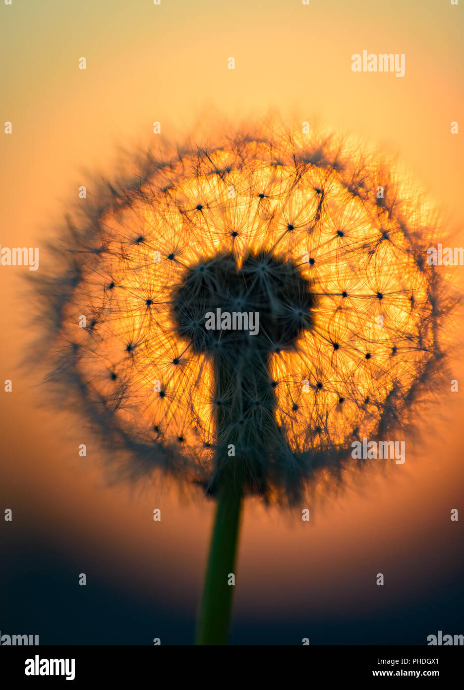 dandelion flower in the sun Stock Photo