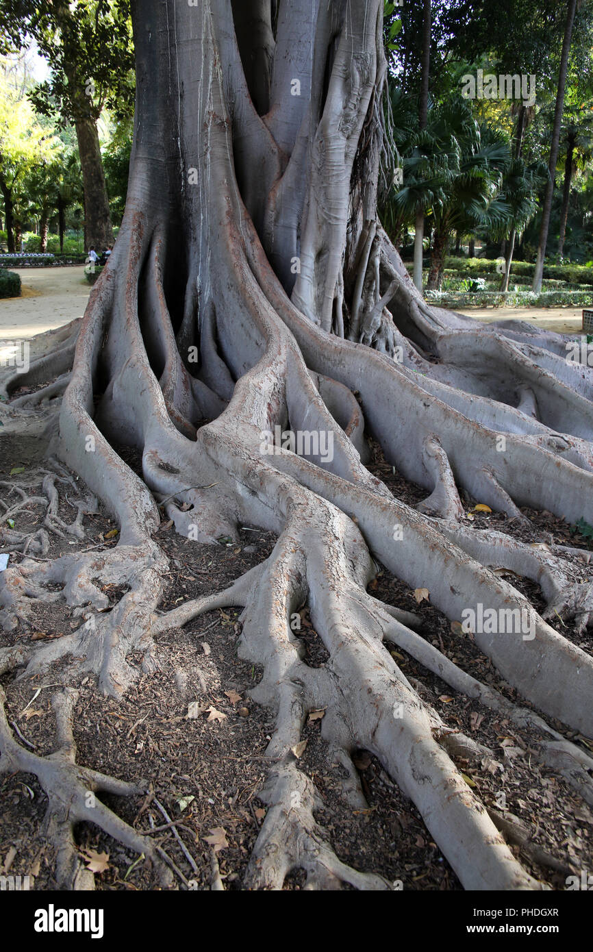 Tribe and roots of Coussapoa dealbata in Maria Luisa Park Stock Photo