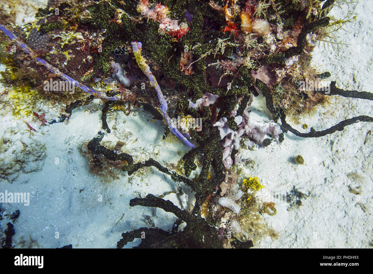 Bicolor damselfish in coral Stock Photo