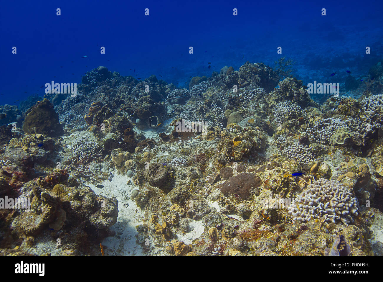 Bottom of sea coral reef Stock Photo