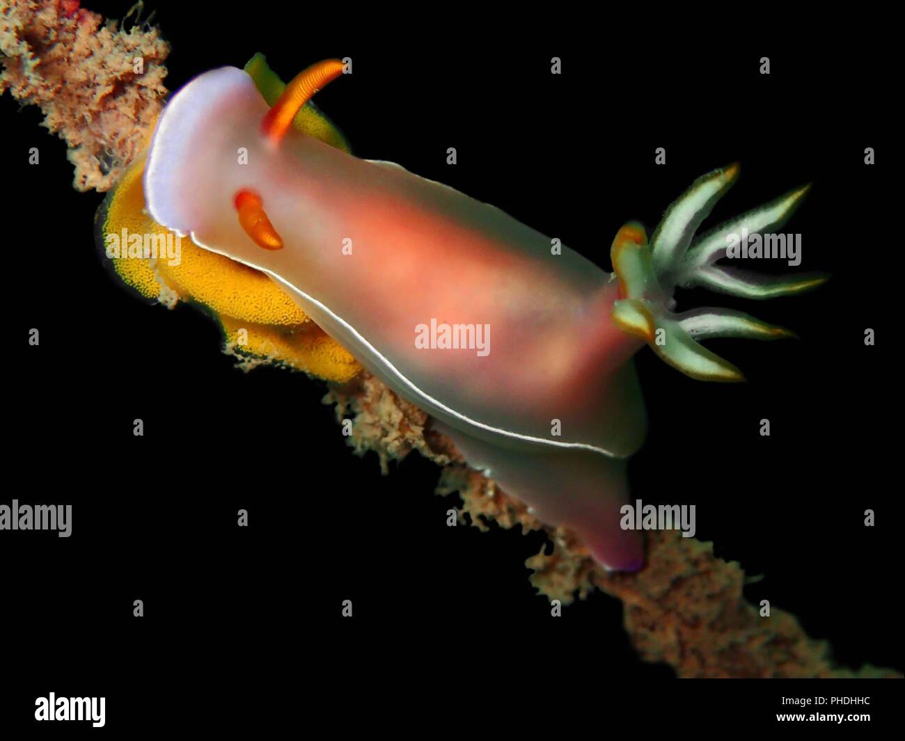 Underwater marine life in Sabah, Borneo Stock Photo