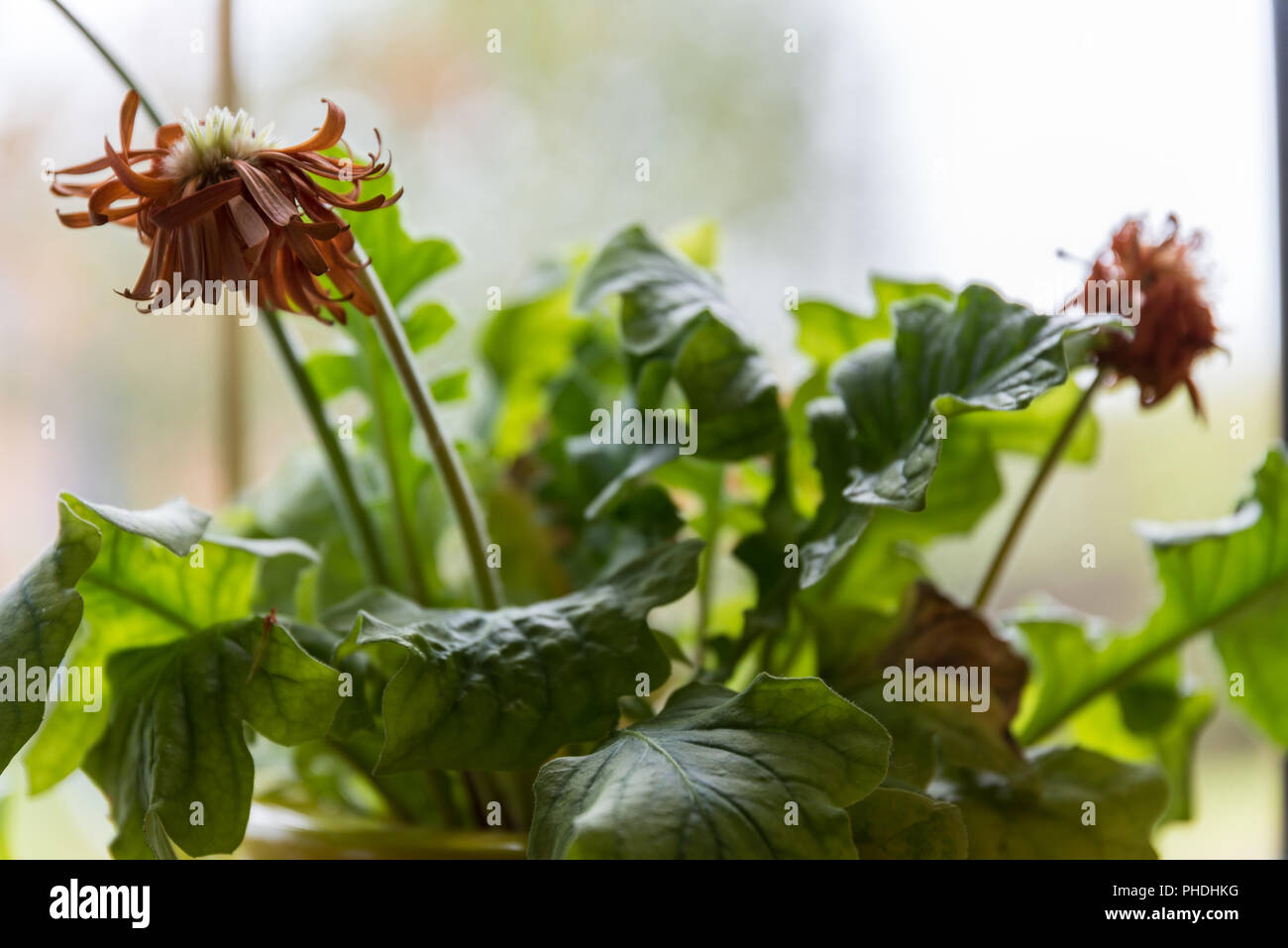 Wilting plant hires stock photography and images Alamy