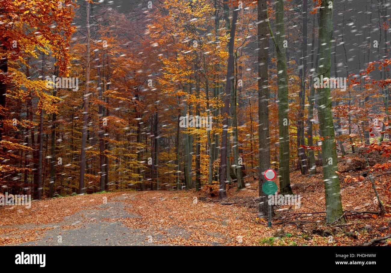 Snowfall in an autumnally colored forest Stock Photo