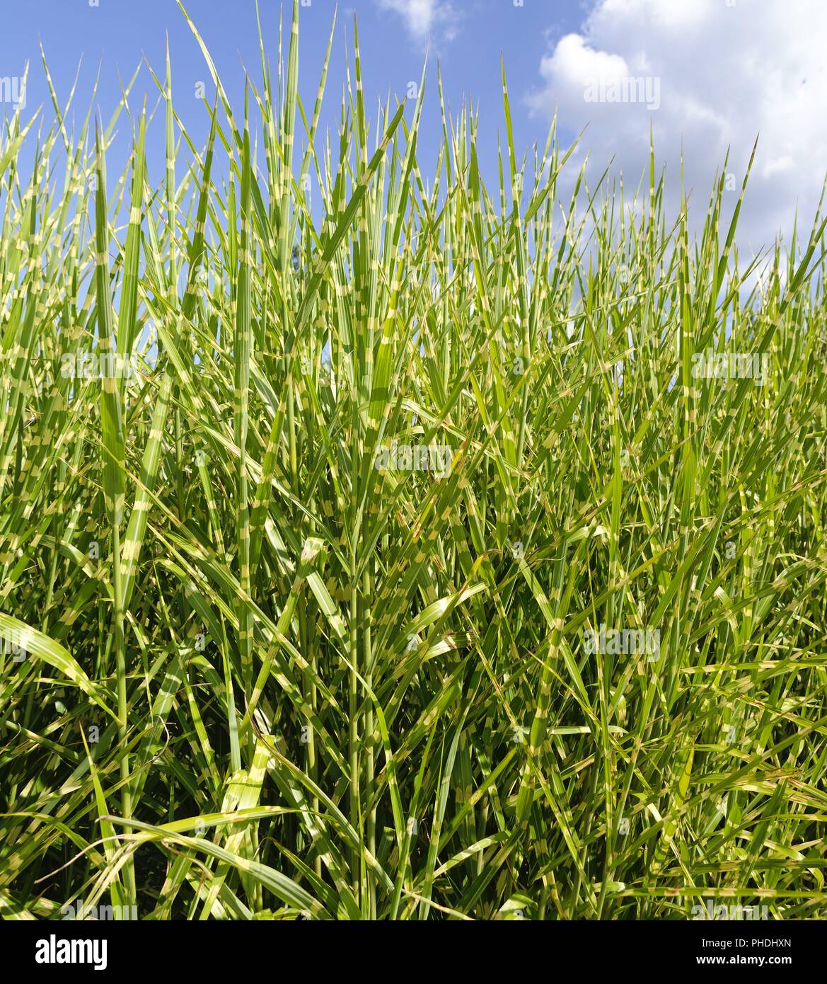 green sword grass Stock Photo