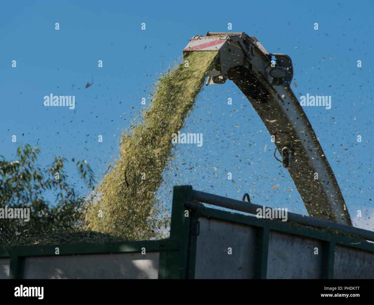 Corn harvest, corn forage harvester in action Stock Photo