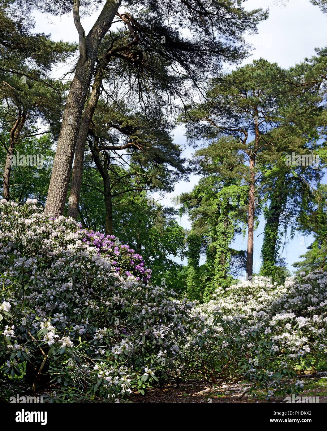 pines and bushes of rhododendrons Stock Photo
