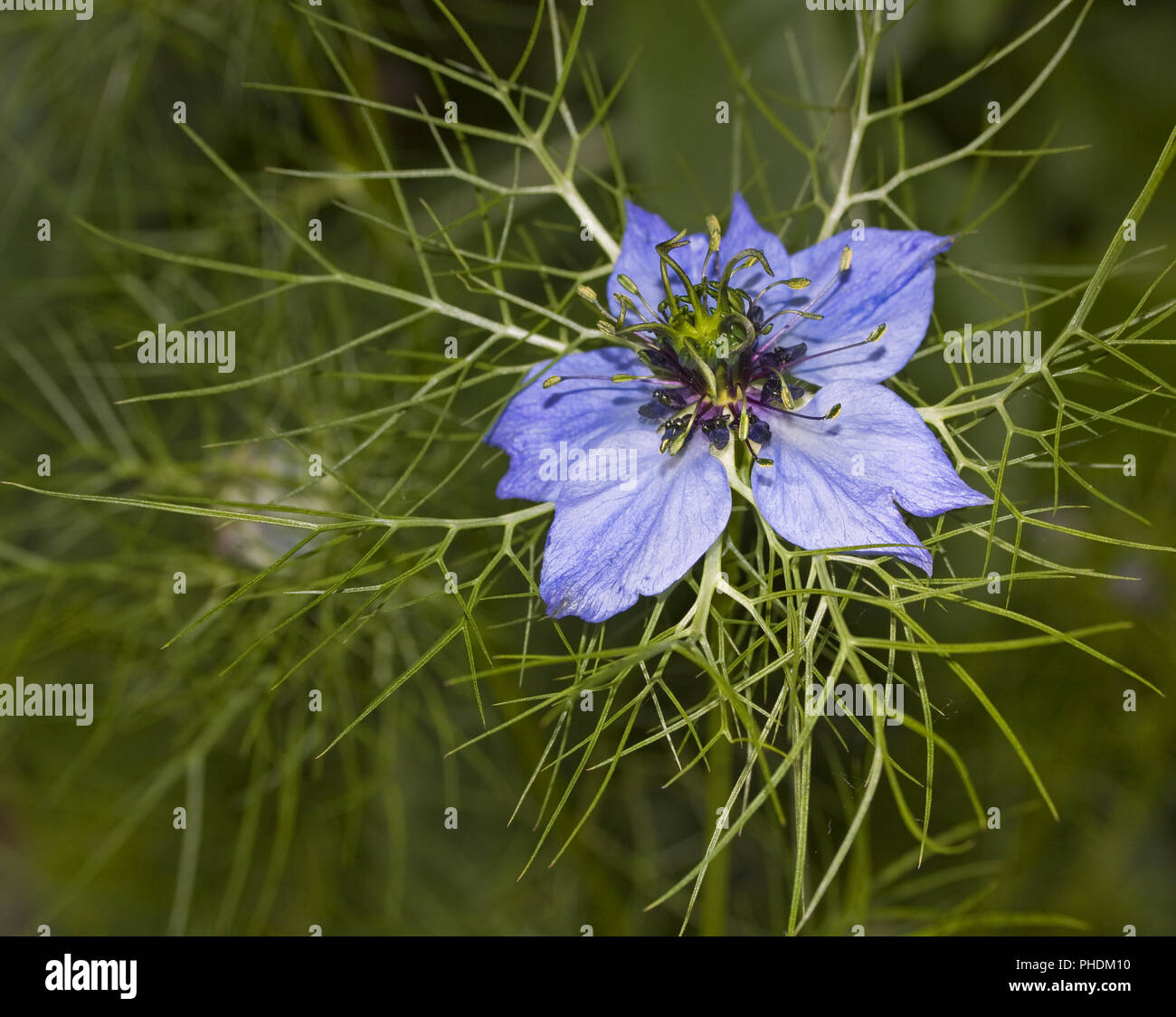 Gretel im busch hi-res stock photography and images - Alamy