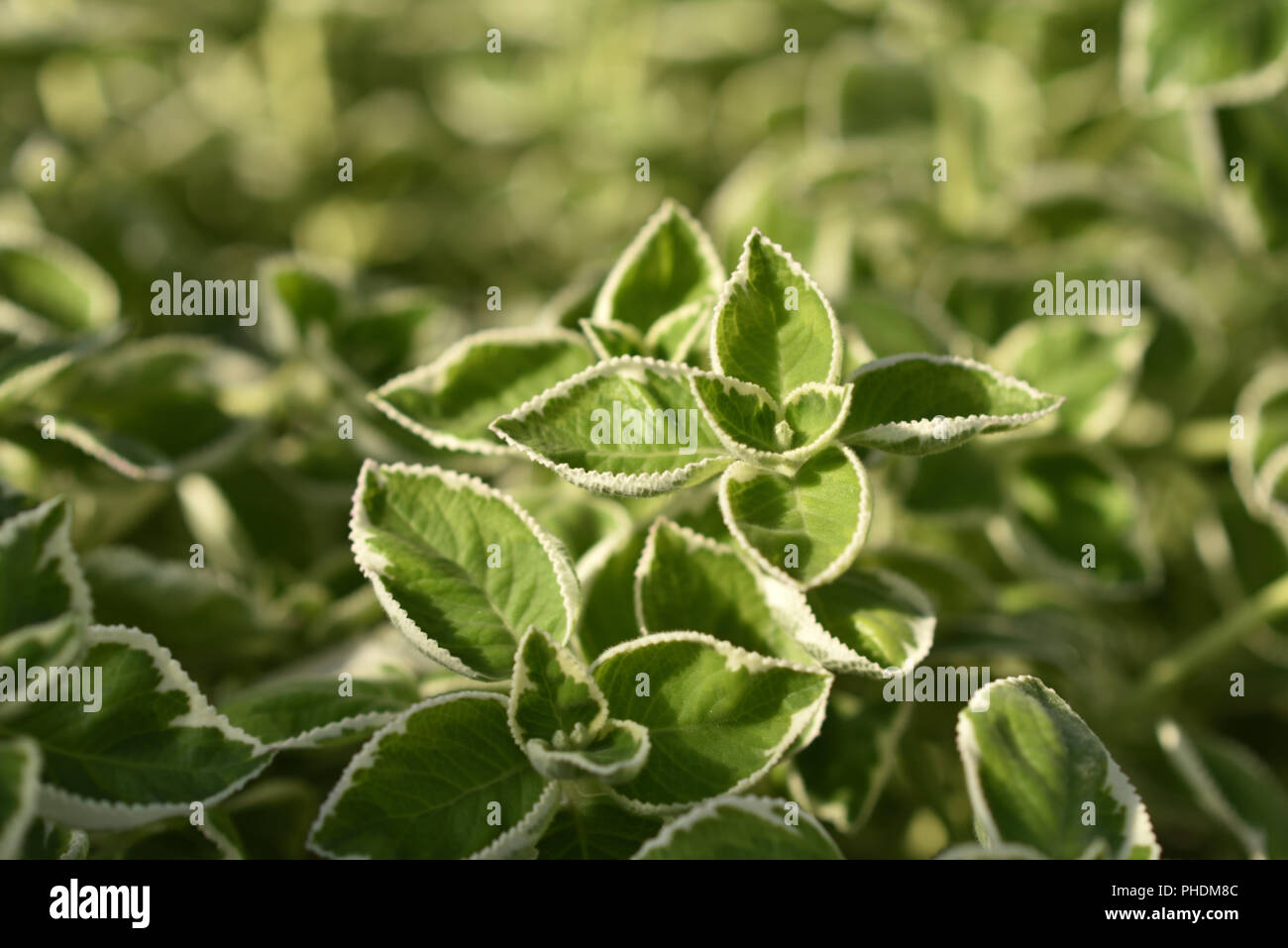 Plectranthus amboinicus variegatus Stock Photo