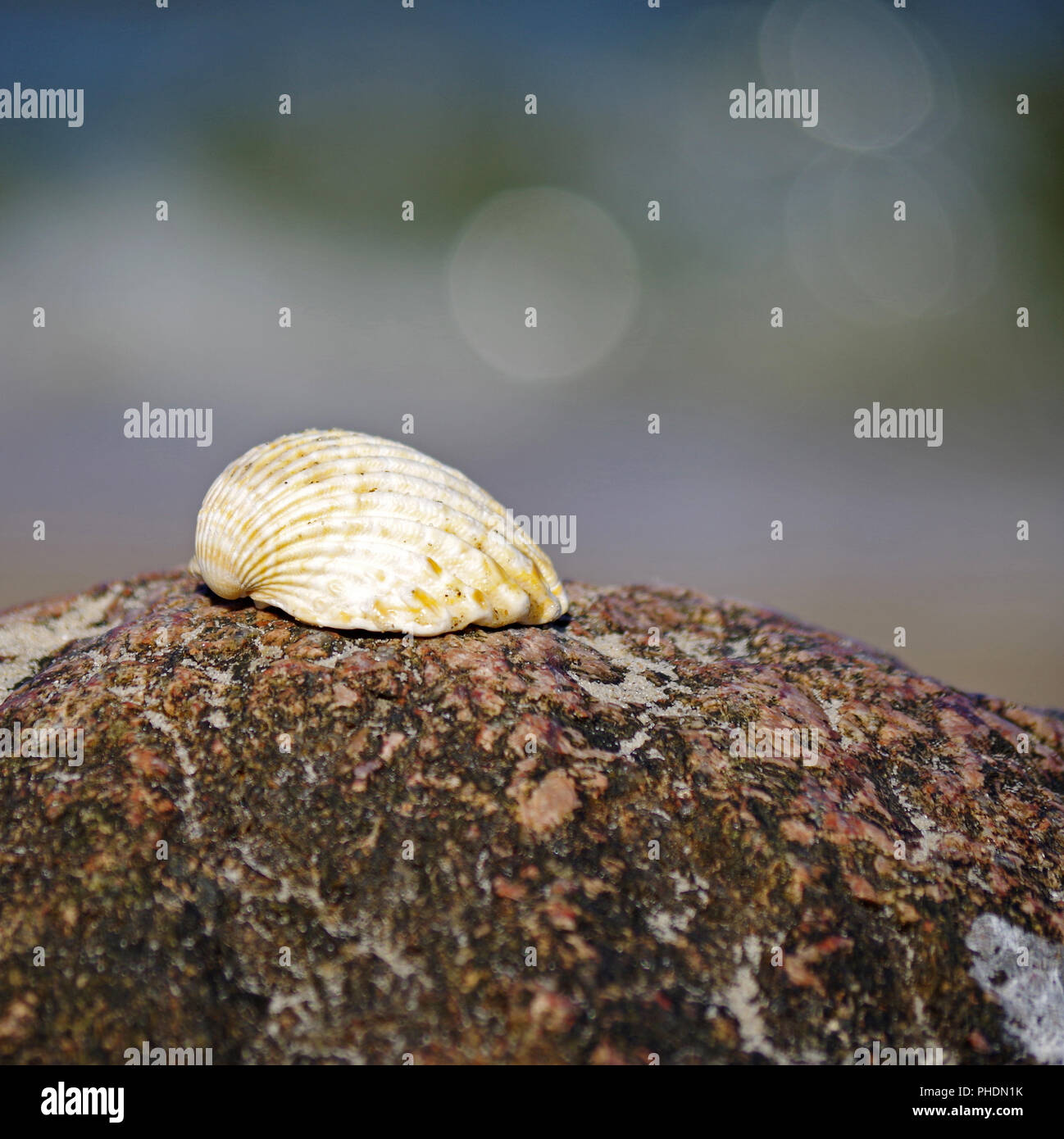 One seashell on rock hi-res stock photography and images - Alamy